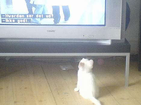 Blanding af racer NimNim R.I.P - Grace hvide verden... Nim drømmer om en dag at blive tv stjrene... hehe billede 4