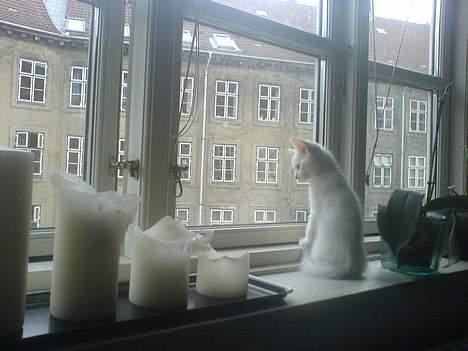 Blanding af racer NimNim R.I.P billede 5