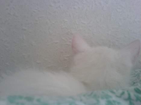 Blanding af racer NimNim R.I.P - kan du finde hende??? billede 6