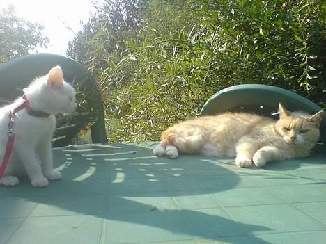 Blanding af racer NimNim R.I.P - Møde med Emma... billede 7