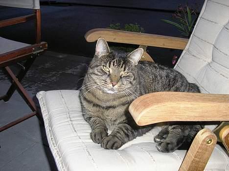 Blanding af racer Bølle billede 1