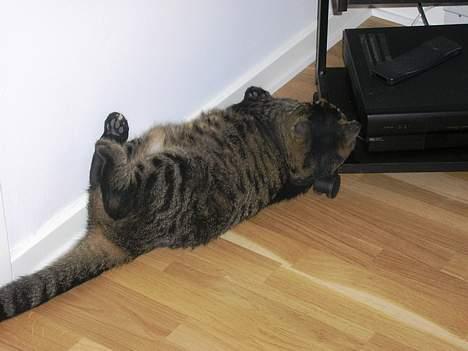 Blanding af racer Bølle billede 2