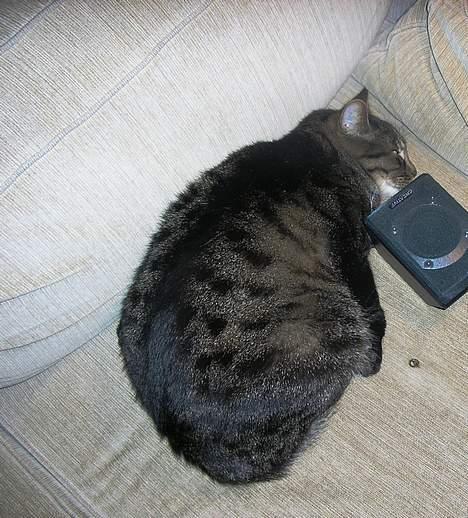 Blanding af racer Bølle billede 3