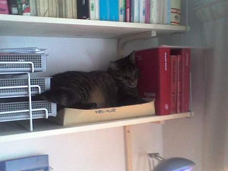 Blanding af racer Bølle billede 4