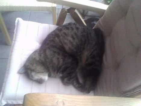 Blanding af racer Bølle billede 5