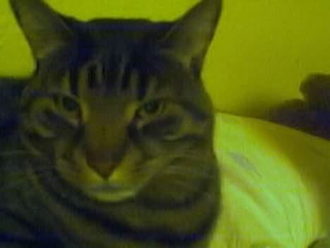 Blanding af racer Bølle billede 6