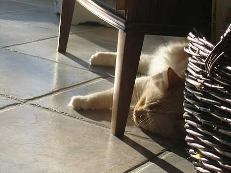 Ragdoll Sir Leo De Grance billede 16