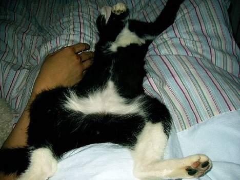 Huskat Ollie - Dejligt når far gider klø en på maven. billede 2