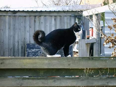 Huskat Ollie - Er ligå på opdagelse i voses nye have. billede 3