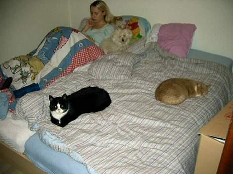 Huskat Ollie - Her hygger vi bare alle sammen mangeler bare lige far og Zeus. billede 4