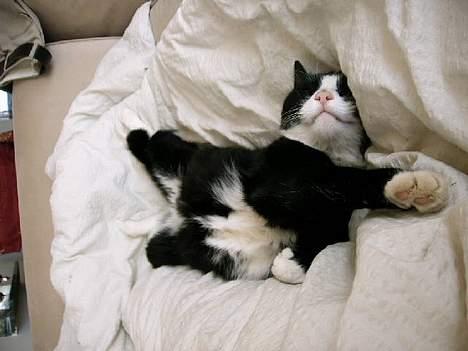 Huskat Ollie - Jeg er bare en hyggefis:-) billede 5