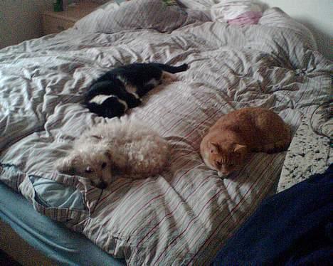 Huskat Ollie billede 6