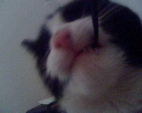 Huskat Ollie - Gnave gnave billede 7