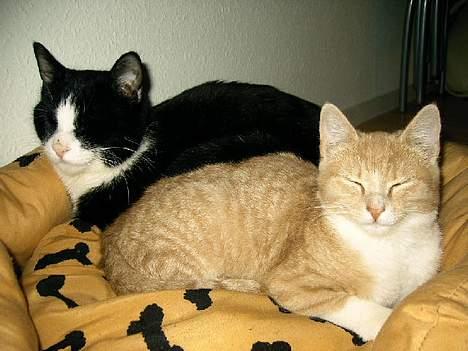 Huskat Ollie - Her ligger jeg og putter med min dejlige lillebror. Han bliv desværre kørt ned d 22/8-06. Vi savner han allesammen MEGET billede 8