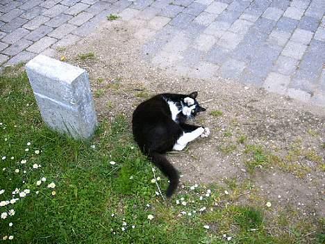 Huskat Ollie - Lidt legesyg er man vel også:-) billede 9