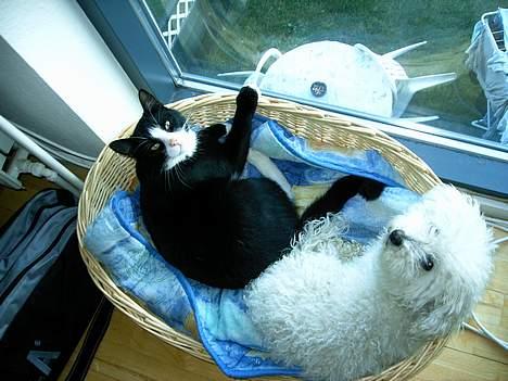 Huskat Ollie - Her ligger mig og min storesøster og lyder udsigten hvor vi boede før. billede 10