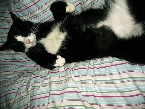 Huskat Ollie - fotomodel... jaa hvorfor ik. billede 11