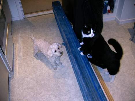 Huskat Ollie - Her er vi lige kommer ud i vores nye hus. Alt er bare så spændende. billede 12