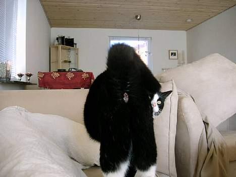 Huskat Ollie - Haha der nåede i ikke at få et billed af det i gerne ville. billede 13