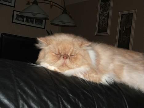 Perser bølle - sovetid.. skønt. billede 1