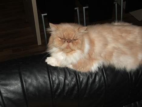 Perser bølle - hvad laver du.. ? billede 2