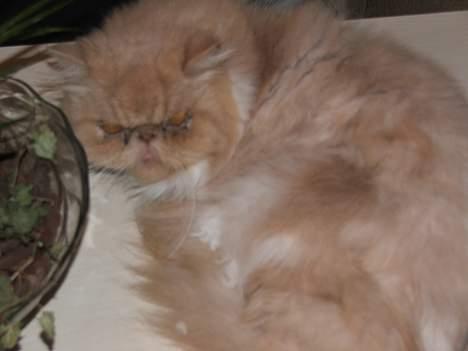 Perser bølle - er jeg ikke sød.. billede 3