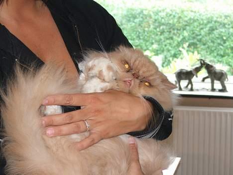 Perser bølle - putter ved  madmor.. billede 5