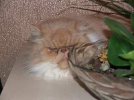 Perser bølle - halløj... billede 6