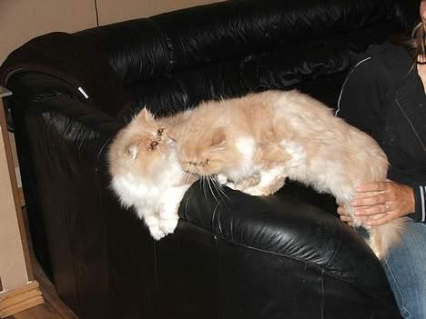 Perser bølle - legetid... billede 7