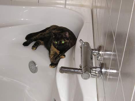 Blanding af racer Gismo - Skal der vand i eller hvad!? billede 12