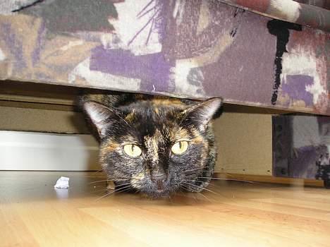 Blanding af racer Gismo - Øv, du fandt mig.. billede 13