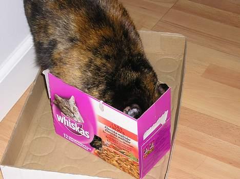 Blanding af racer Gismo - Her passer jeg ihvertfald ned i.. billede 14