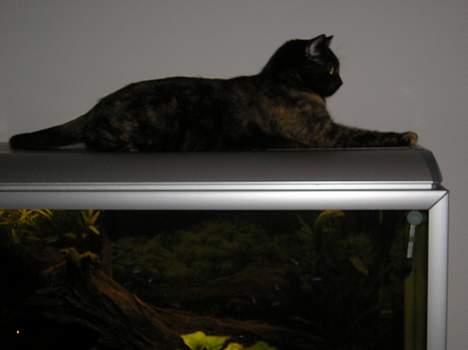 Blanding af racer Gismo - Bare kom an- jeg passer på fiskene.. billede 15