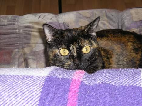 Blanding af racer Gismo - Jeg ved godt, jeg er lækker!! billede 16