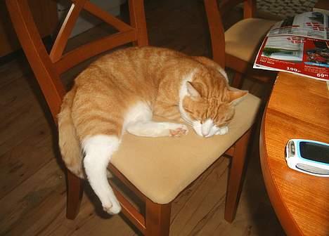 Blanding af racer Filur - Ska jeg flytte mig..Mor ..bare 5 min. mere:)ZZZzzzzzz billede 11