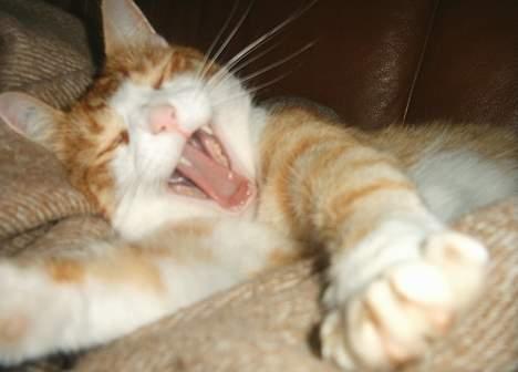 Blanding af racer Filur - Gaaaab! hvor er jeg bare udmattet:) billede 12