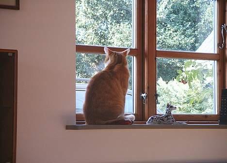 Blanding af racer Filur - Jeg tror filur har fået øje på noget:) billede 13