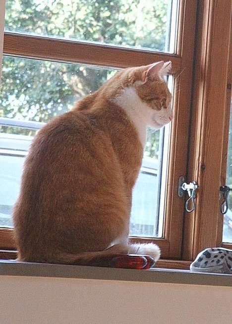 Blanding af racer Filur - Hvem der.. nårh det var bare madpigen:) billede 14