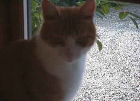 Blanding af racer Filur - Filurs hoved billede 15