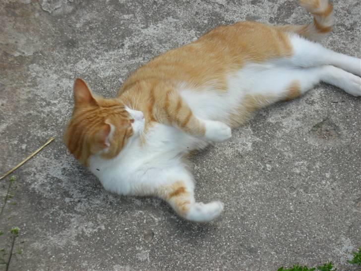 Blanding af racer Filur - Filur hænger ud, sammen med sine 2 andre venner:) billede 16