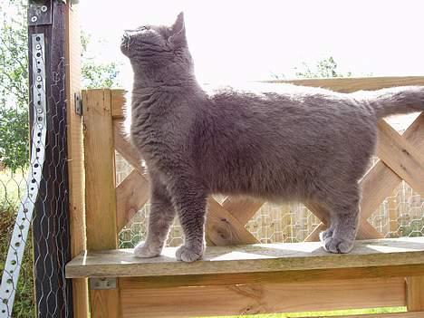 British Shorthair Speedy [DØD d.20/5-07] <3 billede 19