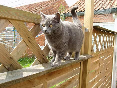 British Shorthair Speedy [DØD d.20/5-07] <3 billede 20