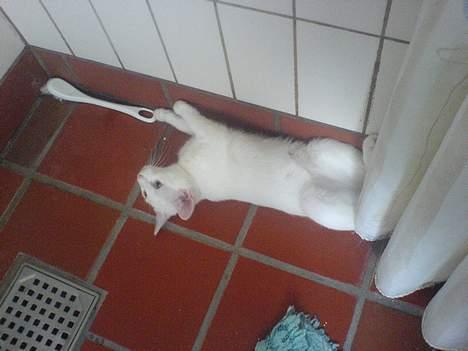 Huskat emma billede 4