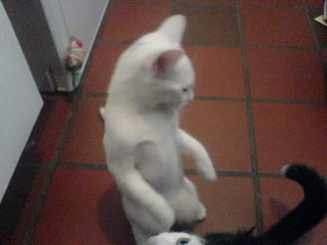 Huskat emma billede 6