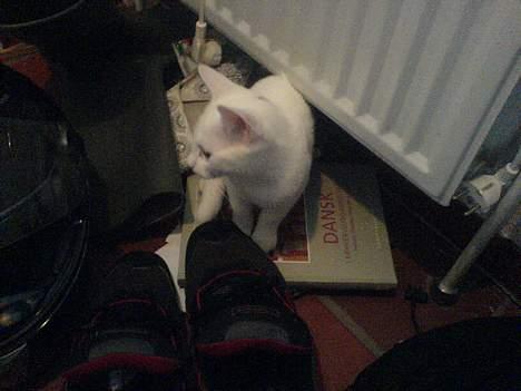 Huskat emma billede 9