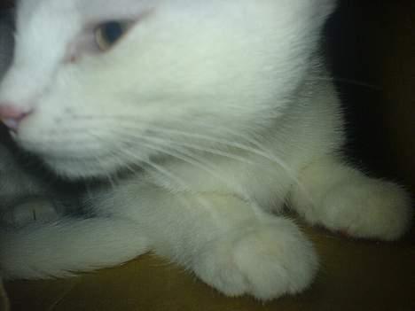 Huskat emma billede 12