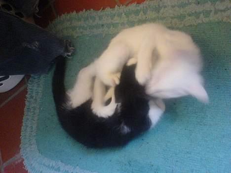Huskat emil billede 2