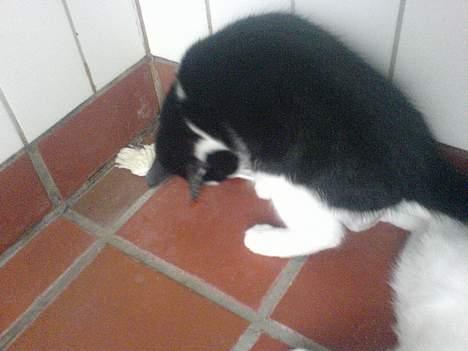 Huskat emil billede 7