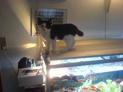 Huskat emil billede 8