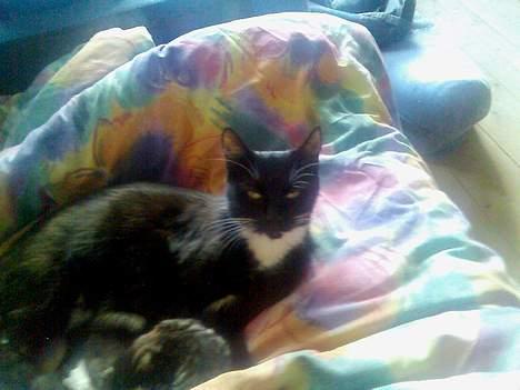 Huskat Gizmo billede 4